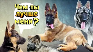 НЕУЖЕЛИ Зонарная НЕМЕЦКАЯ ОВЧАРКА умнее? Волчий окрас, генетика породы, рабочая линия.