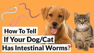 How To Tell If Your Dog/Cat Has Worms?