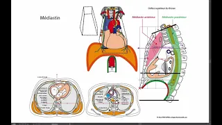 Organisation du médiastin