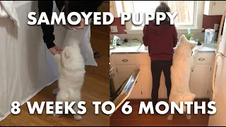 Samoyed Puppy 8-Week to 6-Month Transformation | Fluffy the Samoyed