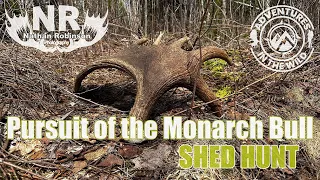 Shed Hunting for Giant New Brunswick Moose Antlers