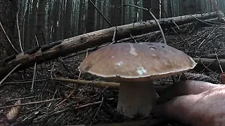 Грибна прогулка по Карпатських лісах/ Mushroom walk through the Carpathian forests