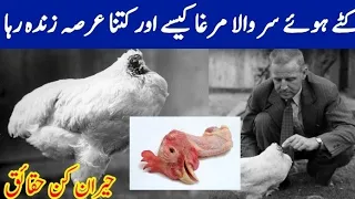 Mike the Headless Chicken|| Did A Miraculous Rooster Survive 18 Months Without Head?||SA Urdu Facts