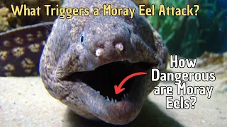 How Dangerous are Moray Eels? What Triggers a Moray Eel Attack?