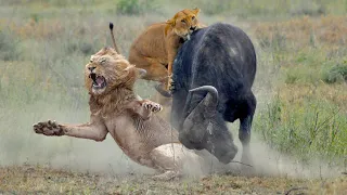 Unstoppable Force: Buffalo Plows Through Lion Attack