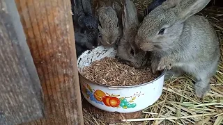 Чим я годую своїх кроликів.Як я роблю мішанку.