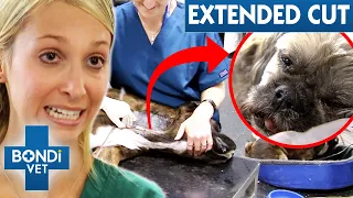 Heart-Stopping Blood Transfusion For Dying Dog 💔 Bondi Vet Extended Cuts