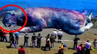 9 Most MYSTERIOUS Sea Monster Carcasses Ever Found!