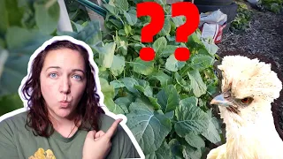 10 Vegetables we plan to grow to feed our Chickens