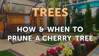 How & When to Prune a Cherry Tree