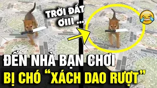 Đến nhà bạn chơi, thanh niên bị chú chó 'XÁCH DAO RƯỢT' chạy thục mạng | Tin Nhanh 3 Phút