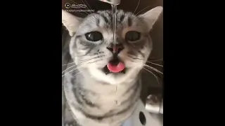 Funny Cats 😹 - Don't Try To Stop Laughing 🤣 - Funniest Cats Ever