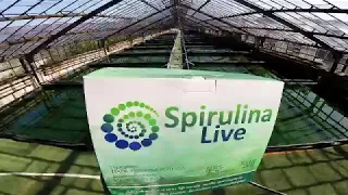 How It's Made? Живая спирулина SpirulinaLive Frozen