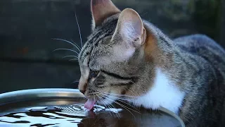 How to Encourage Cat to Drink More Water - Taking Care of Cats