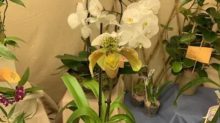 Выставка Планета Орхидей в государственном биологическом музее имени К.А. Тимирязева
