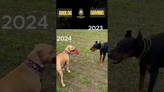 HAPPY NEW YEAR 🎆🎇✨🎉II Pitbull, Doberman and Huskey II #pitbull #pitbull #lovers II🦴🦴🐕🐕🐕‍🦺