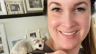 Teaching Your Sugar Gliders to Stay On You