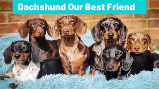 Dachshund our best friend, Naughty playful Funny and cute Sausage Dog Video Teckel wiener Miniature