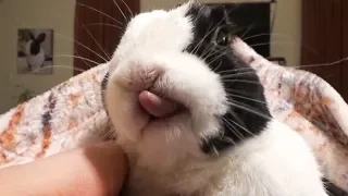 Sleeping rabbit eating in his dream!