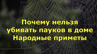 Почему нельзя убивать пауков в доме. Народные приметы.