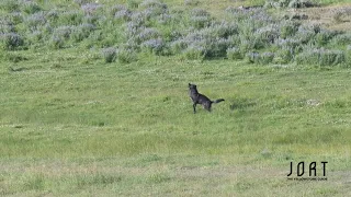 Playful wolf