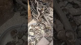 Bizarre Rat Temple - 25000 Rats in the only Rat Temple in the World - Deshnok Rajasthan India