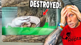 My Albino Alligator Tank Is DESTROYED!