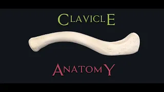 Clavicle Anatomy (Supex Bones part 1)- Another Kingdom !!