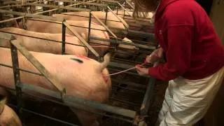 Post-Cervical Artificial Insemination in Sows AS-623-WV