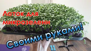 Лоток для микрозелени своими руками