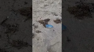 Coastal Man O War Jellyfish DELRAY beach