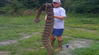 World's Largest Rattlesnake Found in Florida!