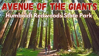 Avenue of the Giants - Exploring Humboldt Redwoods State Park