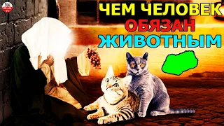 ПОЧЕМУ ПРОРОК ПРИКАЗАЛ БЕРЕЖНО ОТНОСИТСЯ К ЖИВОТНЫМ! Чем человек обязан животным? животные в исламе