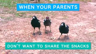 Young Magpie Begs Parents For Human Food