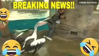 EPIC Animal News Bloopers Compilation  [2019]  - Funny Animals in the News