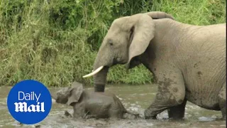 Mother elephant helps baby out of the river with her tusk