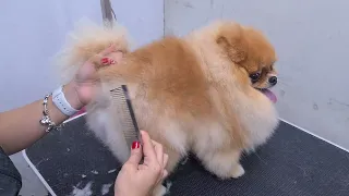 "CUTEST" POMERANIAN EVER. AMAZING SCISSORS WORK 🐶❤️ DOG GROOMING