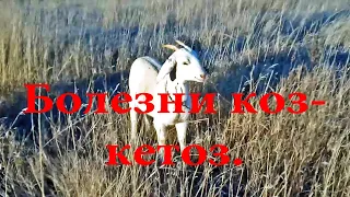 Болезни коз кетоз