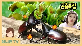 Insects [AnnieHan TV]