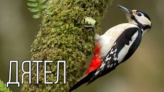 Woodpecker: Forest Orderly | Interesting facts about woodpecker