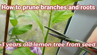 How to prune indoor lemon tree. 3-year-old lemon tree I've grown from seed 1 year update. Part 2