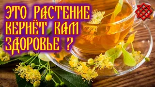 Липовая панацея или вред? Польза и вред липового чая