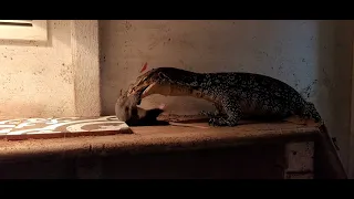 ⚠️Warning Live Feeding⚠️ Asian Water Monitor Wastes No Time To Devour Rat