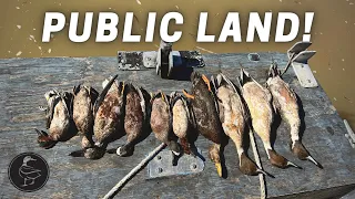 Late Season Public Land Duck Hunting (STUD PINTAILS!)