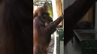 Sari uses a coaster to get to her goal#shorts#funnyvideos#orangutans#funnyanimals#zoo#respect