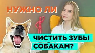 Нужно ли чистить зубы собакам?