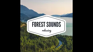 Forest Sounds | Relaxing and Studying | 1 Hour
