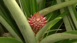 DOLE - Growing Pineapples