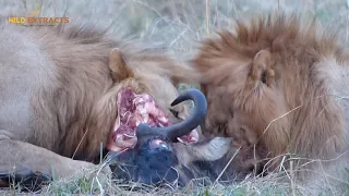 Two Male Lions Feeds on Wildebeest // Wild Extracts